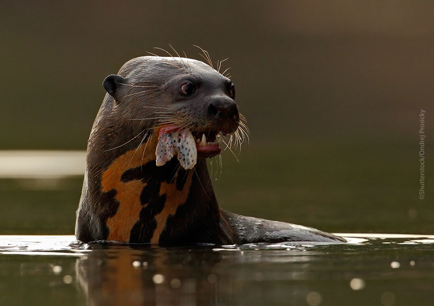 Giant Otter