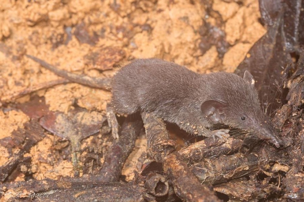 A tiny Bornean Pygmy Shrew shyly peeks out of the forest floor