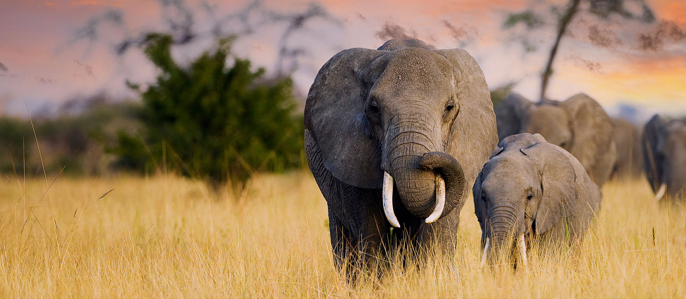 African Elephant, mother and calf