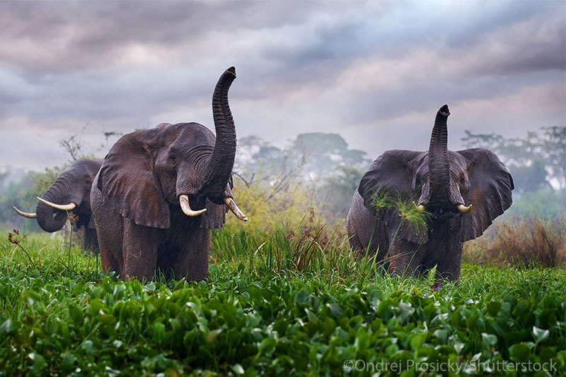 African Elephants