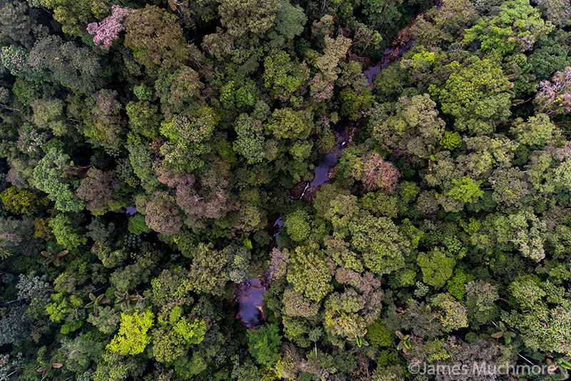 Canande Reserve, Ecuador