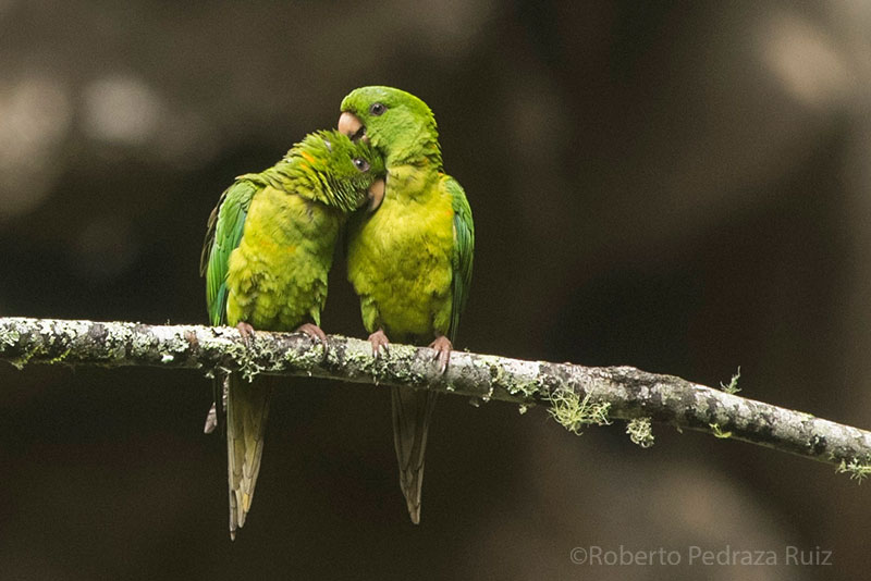 A pair of Green Parak