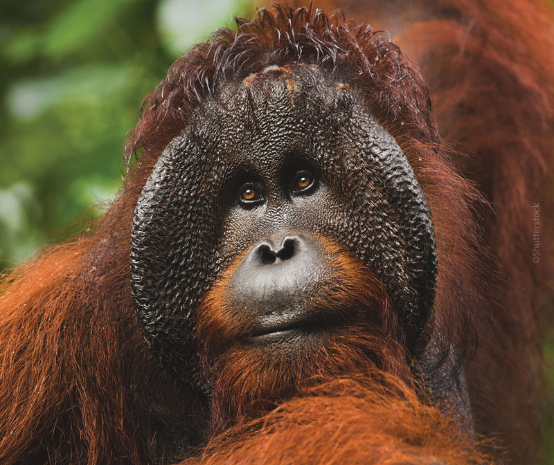 Male Orangutan