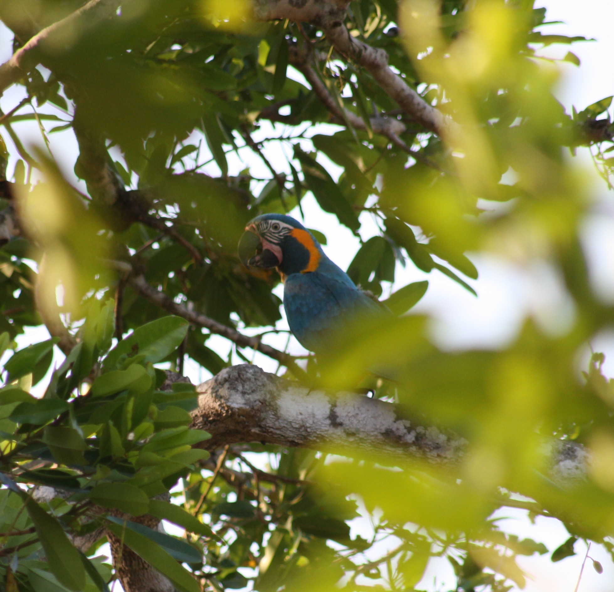 A Blue-throated Macaw in a tree