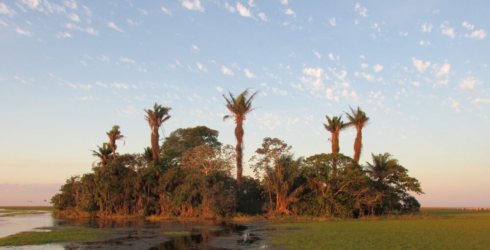 A forest island in the Beni Savanna