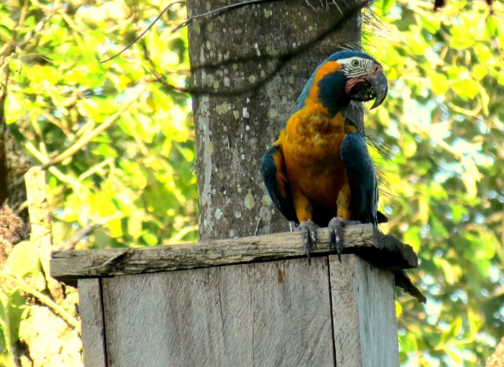 Blue-throated Macaws emerging from a nest box
