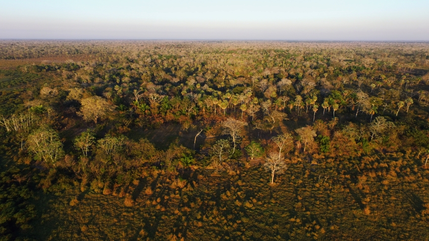An aerial view of forest in the Laney Rickman Reserve