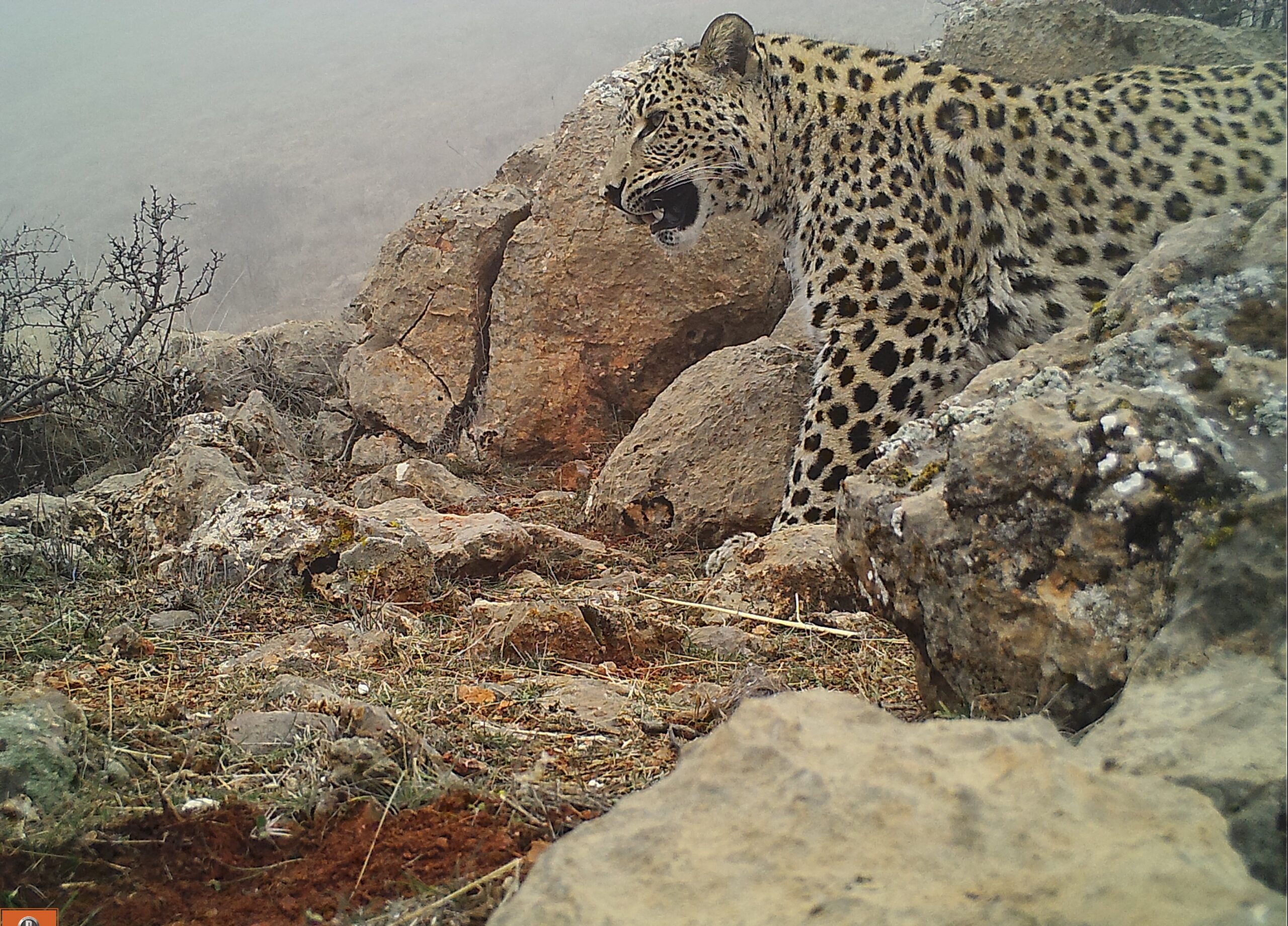 Persian Leopard @FPWC