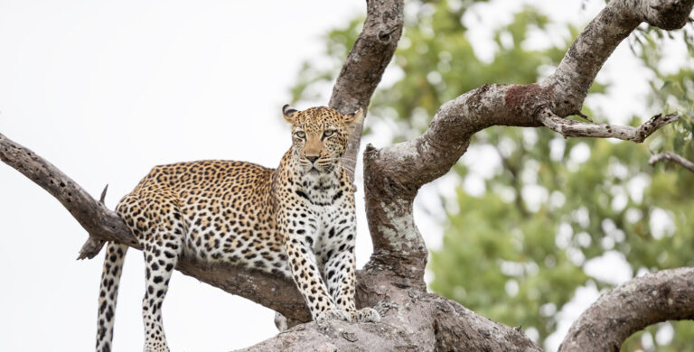 leopard in tree