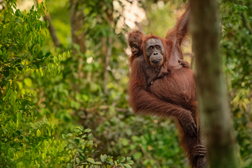 Bornean Orangutan and baby hanging from tree