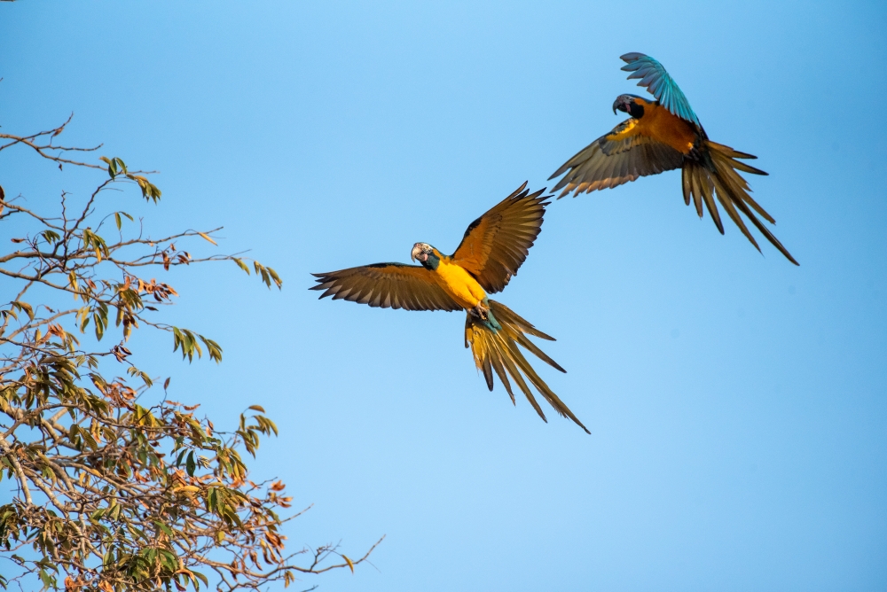 Two Blue-throated Macaws flying to a roosting tree