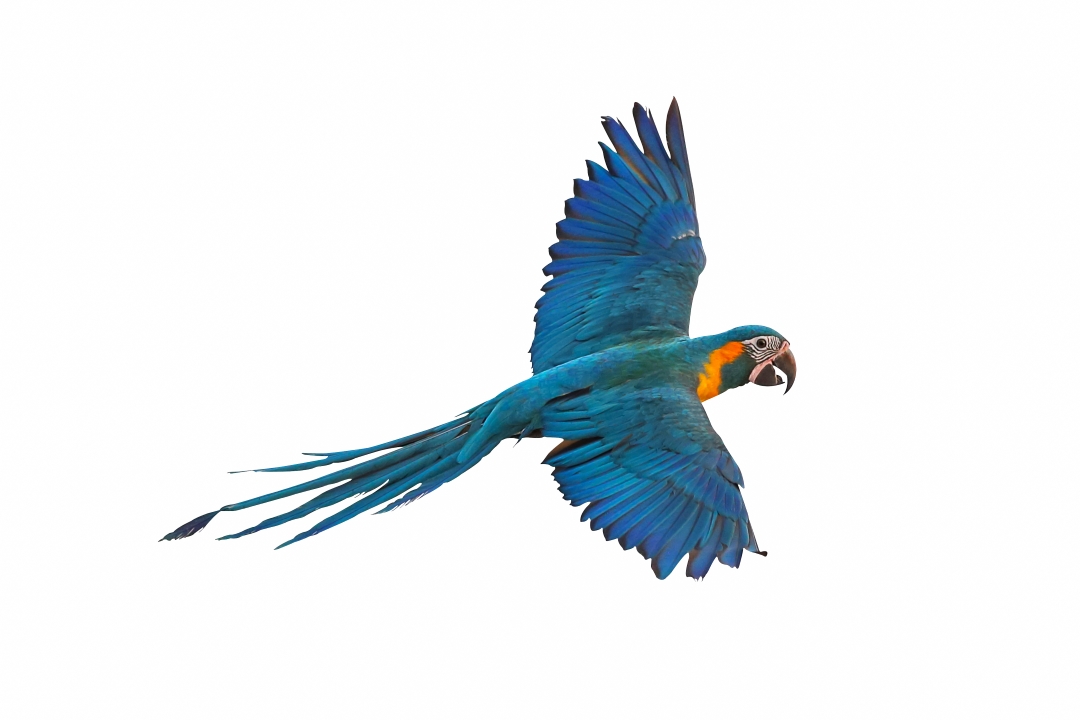 A painting of the Blue-throated Macaw