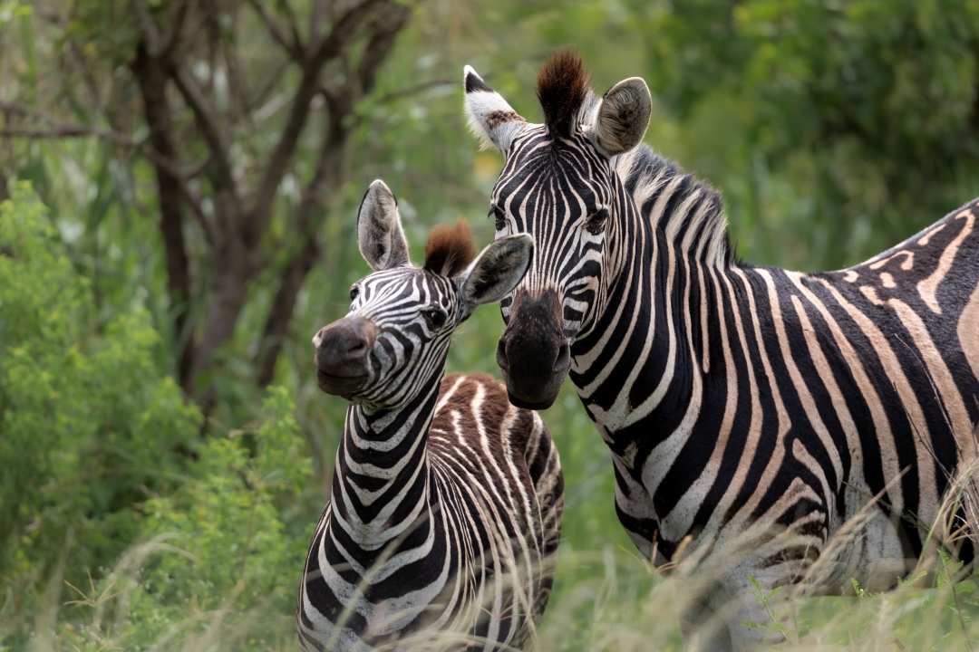 Two zebra at Wild Tomorrow's Ukuwela Reserve