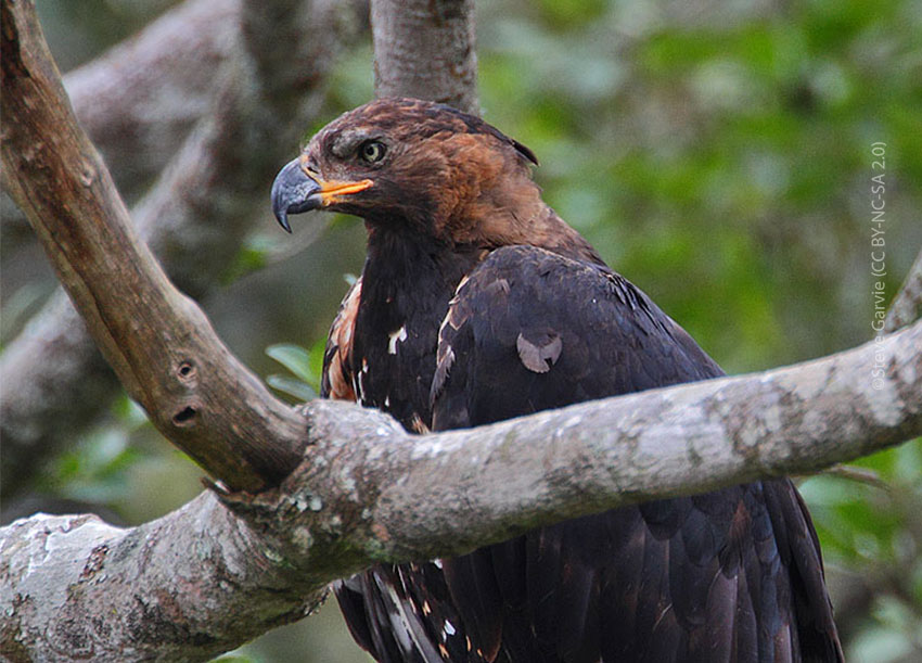 Crowned Eagle