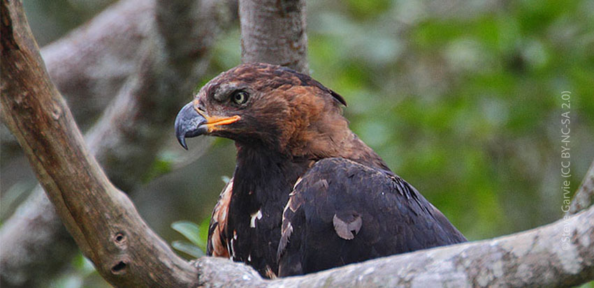 Crowned Eagle