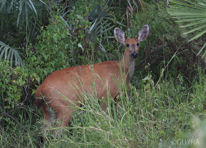 Marsh Deer