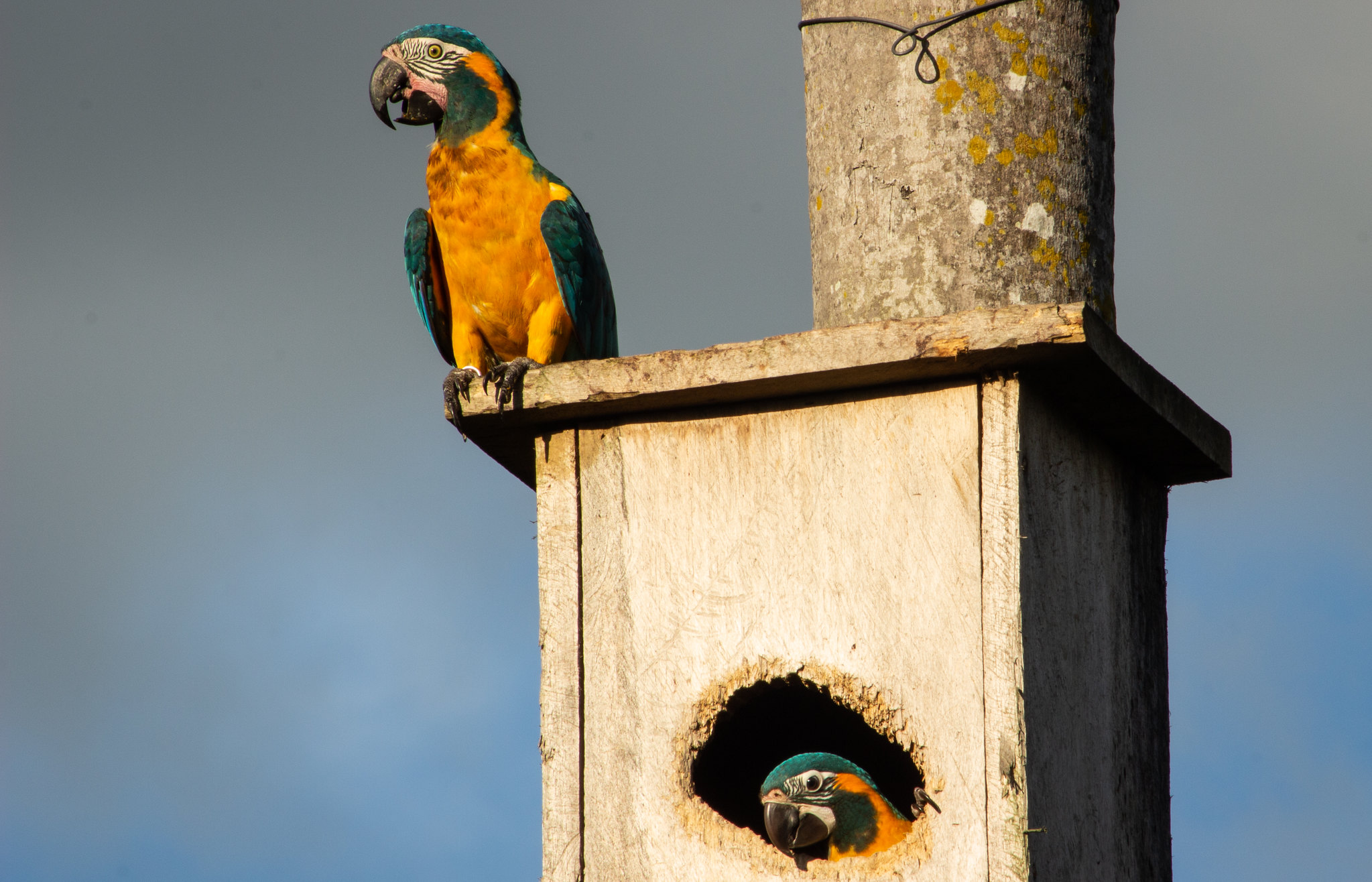 Two Blue-throated Macaws at a nestbox: one outside it; one on top of it.