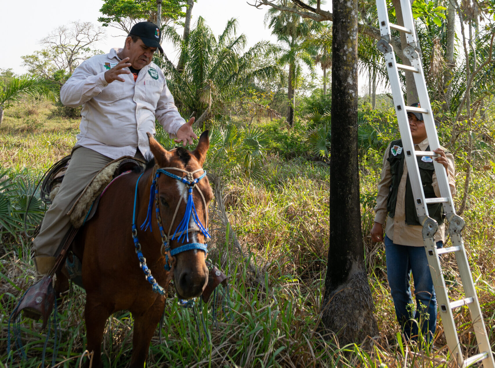 Cesar and another ranger installing a nest box in a tree at the Laney Rickman Reserve.