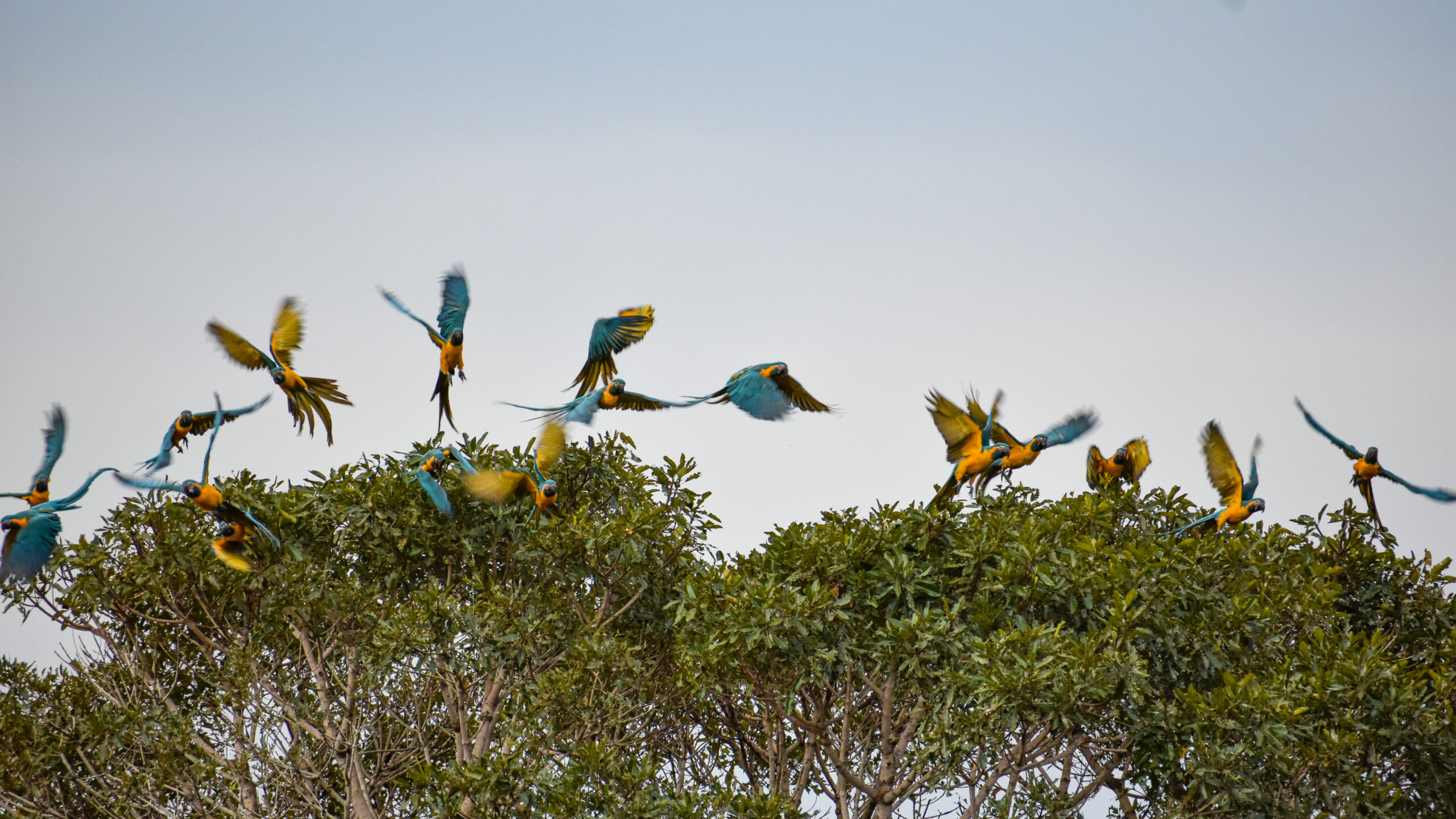 A flock of Blue-throated Macaws in the trees. Teodoro Camacho/ Armonia