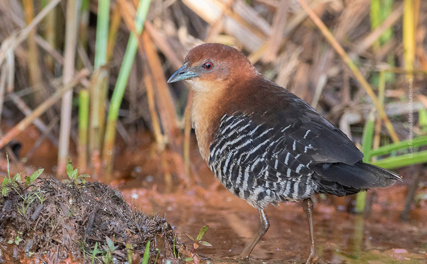 Rufous-faced Crake