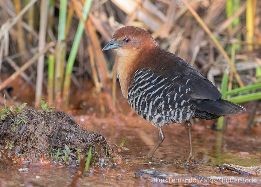 Rufous-faced Crake